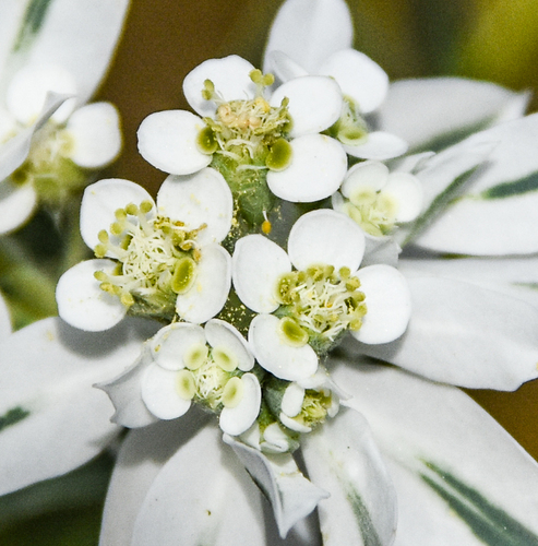 Euphorbia marginata