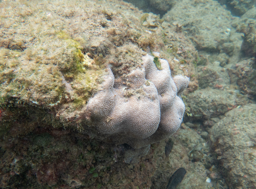 Pavona gigantea observed 2026-07-07
