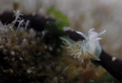 Coryphella cooperi