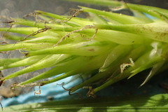 Carex lonchocarpa
