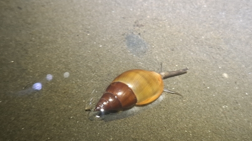 Nassarius dorsatus observed 2026-08-27