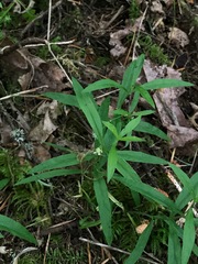 Moehringia