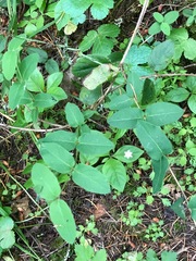 Lonicera hispidula