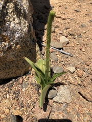 Platanthera leptopetala