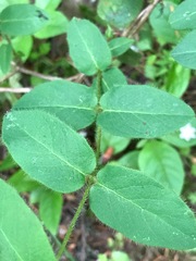 Lonicera hispidula