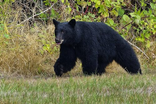 Black Bear sighting near Coldwater fields, BC