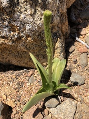 Platanthera leptopetala