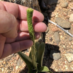 Platanthera leptopetala
