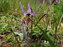 Erythronium hendersonii