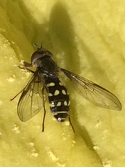 Dasysyrphus intrudens