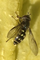 Dasysyrphus intrudens