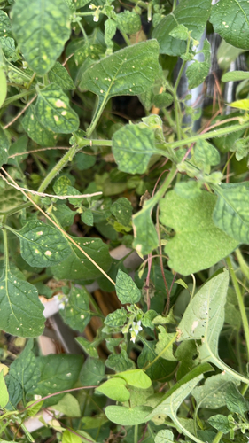 Hairy Nightshade