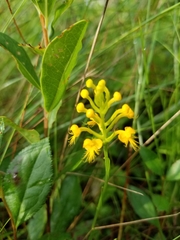 Platanthera cristata