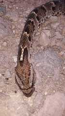 Xenodon rabdocephalus