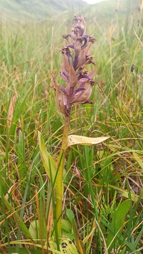Dactylorhiza aristata