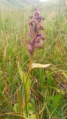 Dactylorhiza aristata
