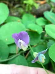 Lathyrus nevadensis