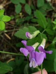 Lathyrus nevadensis