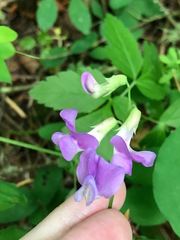 Lathyrus nevadensis