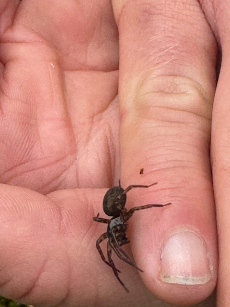 Common West Coast Woodland Spider