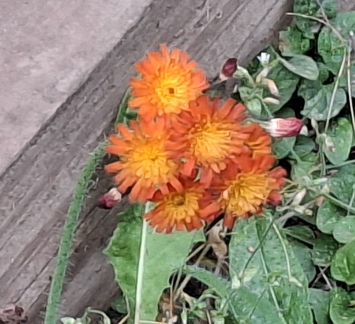 orange hawkweed