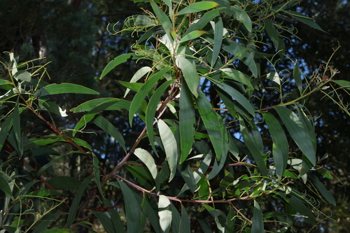 black wattle
