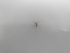 Cithaeron praedonius