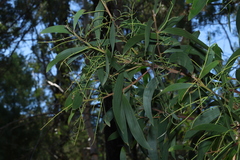 Acacia leiocalyx, photograph (c) Greg Tasney, some rights reserved (CC BY-SA)