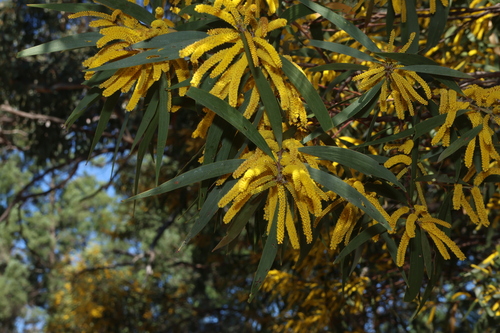 catkin wattle