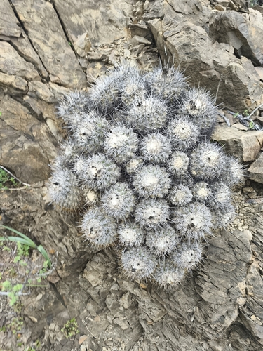 Copiapoa fiedleriana (Copiapoa fiedleriana)