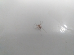 Cithaeron praedonius