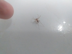 Cithaeron praedonius