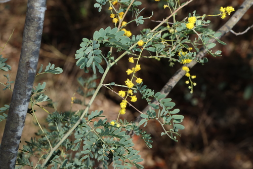 Acacia spectabilis, photograph 3