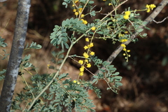 Acacia spectabilis, photograph (c) Greg Tasney, some rights reserved (CC BY-SA)