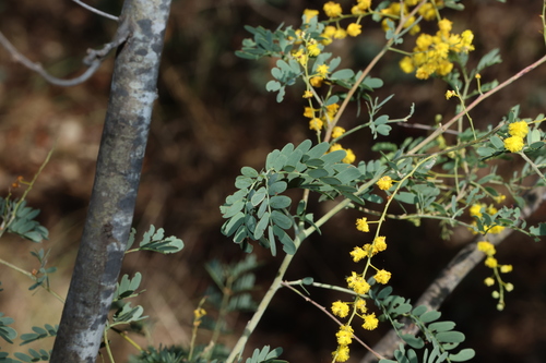 mudgee wattle