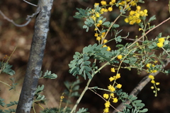 Acacia spectabilis, photograph (c) Greg Tasney, some rights reserved (CC BY-SA)