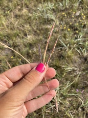 Andropogon hallii