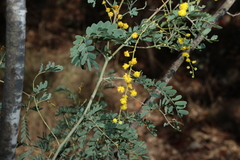 Acacia spectabilis, photograph (c) Greg Tasney, some rights reserved (CC BY-SA)