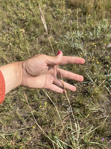 Andropogon hallii, photograph 2