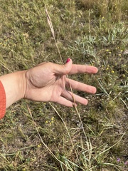Andropogon hallii, photograph (c) Rose Zappa, some rights reserved (CC BY)