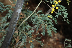 Acacia spectabilis, photograph (c) Greg Tasney, some rights reserved (CC BY-SA)