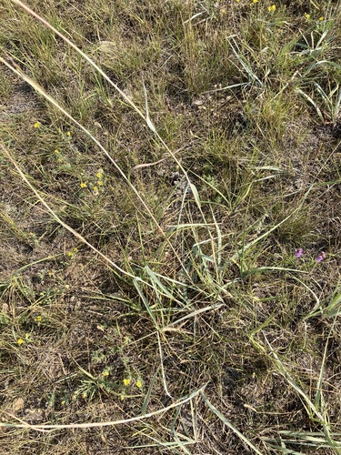 Andropogon hallii, photograph 3