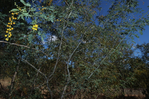 Acacia spectabilis, photograph 6