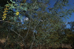 Acacia spectabilis, photograph (c) Greg Tasney, some rights reserved (CC BY-SA)