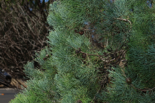 White Cypress-pine