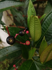 Miconia notabilis
