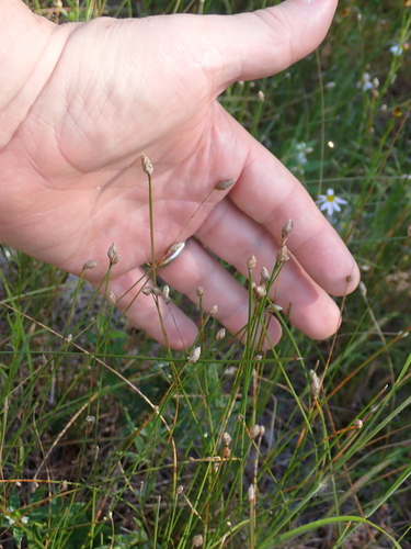 Eleocharis melanocarpa, 2026-08-26