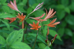 Lycoris sanguinea