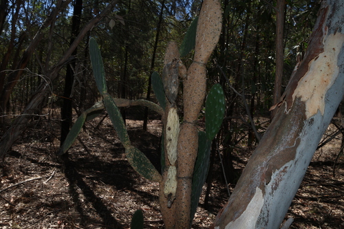 Woollyjoint Pricklypear