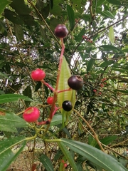 Miconia notabilis